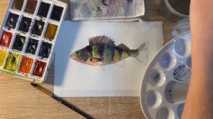 Как нарисовать окуня карандашом и акварелью начинающим | Рисунок для детей