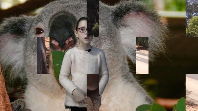 Хочу всё знать #1: Коала ТОП факты смотреть онлайн