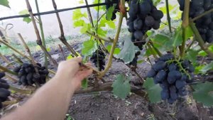 Сорт винограда Кадрянка в Тамбове. Последствия оидиума на 22.08.2021г.