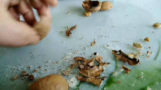 Домашние ФАРАОНОВЫЕ МУРАВЬИ. Зла не хватает на эту маленькую гадость.Испортили даже грецкие орехи. смотреть онлайн