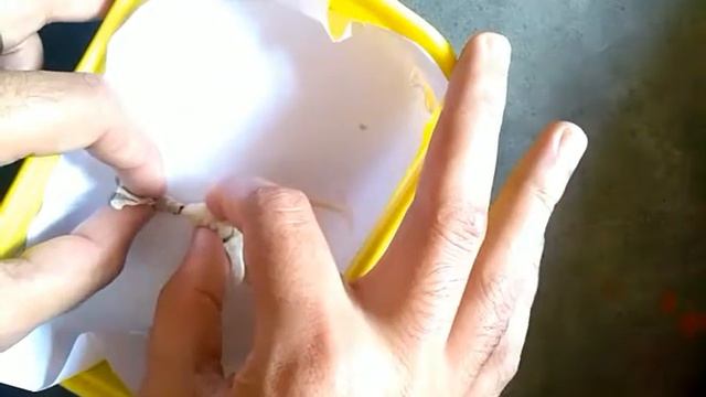 Sericulture de-pairing silk moth Bombyx mori - Sushil Katal- fb