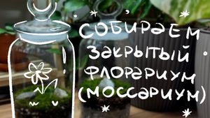 Сборка закрытого флорариума (моссариума)