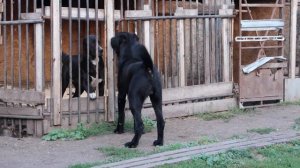 Алабай среднеазиатская овчарка питомника Аз марал Ульяновск 89278137957 ватсап