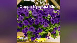 Профсемена, петуния 2020//Профессиональные семена петунии из магазина BELLA