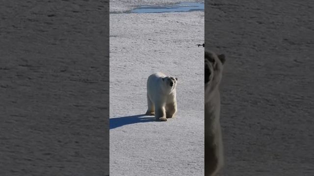 Арктическая прогулка с Тепофолом: медведь встретил гостей 🐻❄️