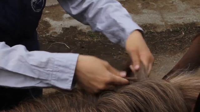 Заплетание гривы в косу | Уход за гривой лошади | Дивные кони смотреть онлайн