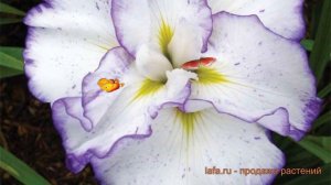 Ирис японский Лайт эт Дон (iris ensata layt-et-don) 🌿 обзор: как сажать, саженцы ириса Лайт эт Дон