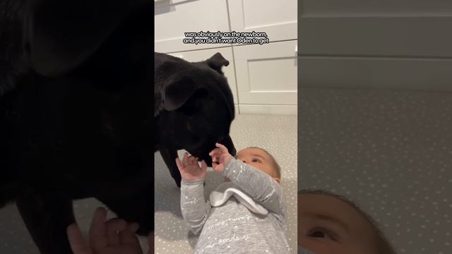 Staffie Learns To Share Parents With Baby Brother | The Dodo