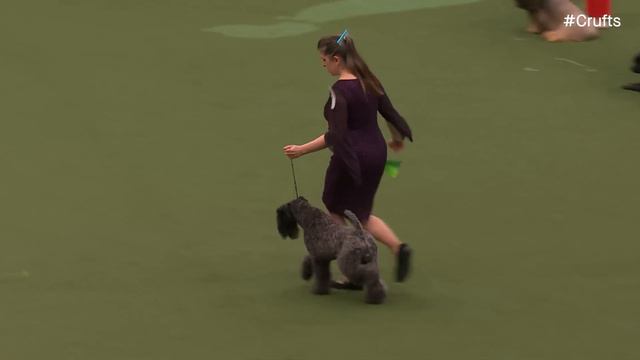 Terrier Group Judging | Crufts 2024