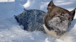 Французский бульдог Олег утопает в глубоком снегу