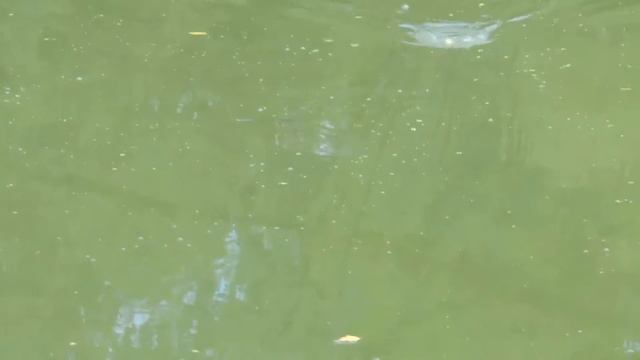 Рыбалка в Пензе на реке Вядь смотреть онлайн