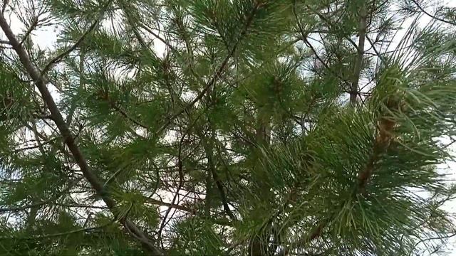 Дерево, похожее на лиственницу. Это лиственница?
