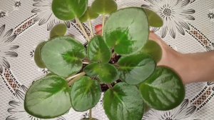 Почвенная фауна: подуры или ногохвостки! Что делать? Фиалки у Алисы!