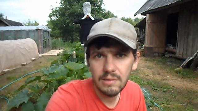ЧЕМ ПОДКОРМИТЬ КАБАЧКИ. ПРАКТИЧЕСКИЕ СОВЕТЫ ПО ВЫРАЩИВАНИЮ КАБАЧКОВ.