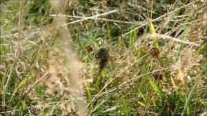 Кузнечик: Ночной скрипач | Интересные факты про насекомых