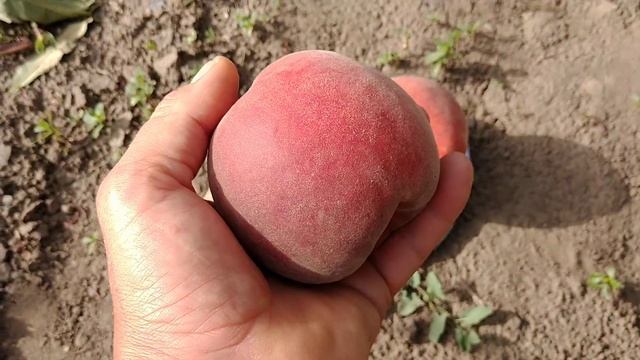 Персик Екстрім Світ. Peach Extreme Sweet. Солодка серія персиків. Обзор від Максі Сад смотреть онлайн