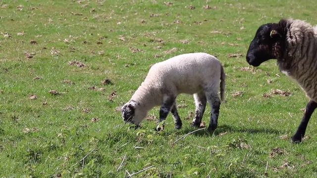 звуки животных. курочка тигр 🐅   корова 🐄 смотреть онлайн