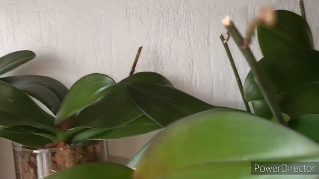 #ОРХИДЕИ?:Что месяц грядущий нам готовит???Орхушки с цветоносами✌️ смотреть онлайн