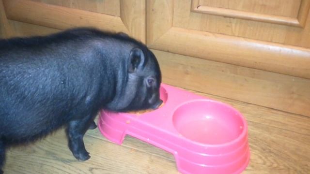 Новогодний подарок домой СВИНЬЯ Мини Пиг. Лучший подарок для души! Чем кормить мини пига! Еда Пига! смотреть онлайн