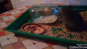 Морская свинка в гостях у шиншиллы