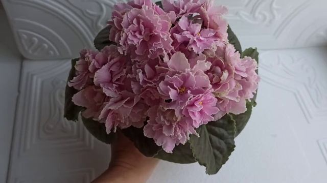 Фиалка KZ- Страна Счастья. смотреть онлайн