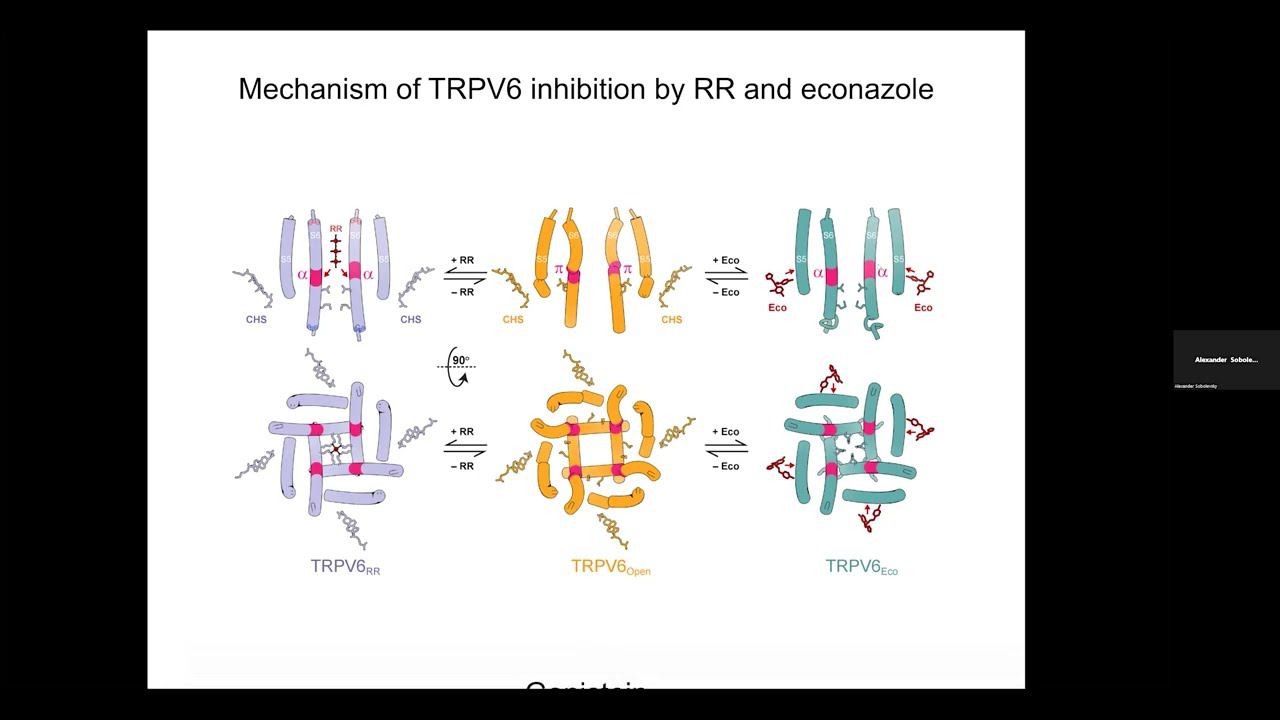 GATING AND MOLECULAR PHARMACOLOGY OF TRP CHANNELS