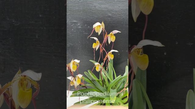 A gorgeous Paphiopedilum philippinense