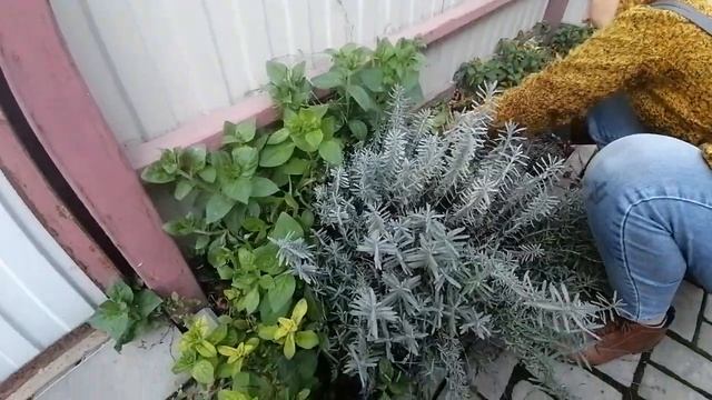 Лаванда. Уход после цветения и обрезка  осенью.