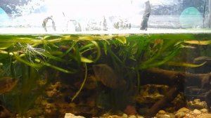 Три леопарда.