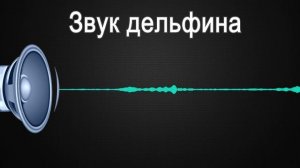 Звук дельфина - запикивание мата / Dolphin sound - Checkmate tapping