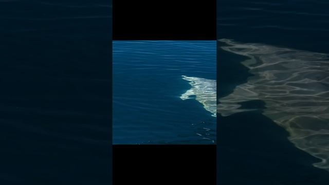 Плаваем с дельфинами смотреть онлайн