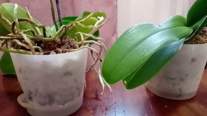 Чем протирать листья орхидеи чтобы они блестели?