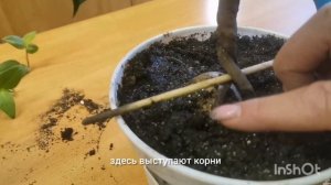 Бонсай из фикуса Бенджамина