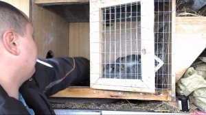 Чем можно и нужно кормить кроликов в зимнее время!!! Питание кормящих крольчих горохом!!!