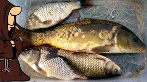 Летняя рыбалка и на реке и на пруду. Рыбалка на Сазана и карася и попался белый амур мелкий