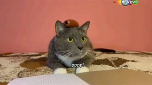 Анонс Kotiynet (Фодосель, 03.03.2023)