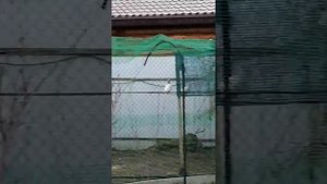Пакистанские голуби