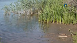 Как рыбачат аквариумисты. Ахтуба и Бушма. Рыбалка Астраханская область