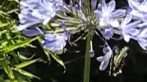 Anise Swallowtail Butterfly on Agapanthus