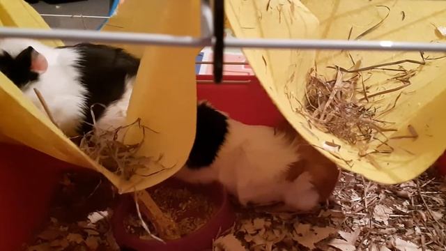 Самодельный гамак для морских свинок / DIY nests for guinea pigs смотреть онлайн