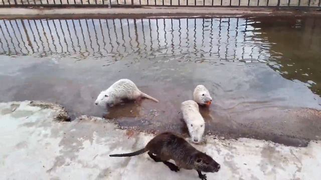 Экопарк "Биосфера", Калуга. смотреть онлайн