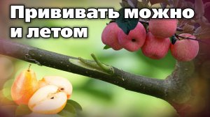 Окулировка. Если не успели весной, можете сделать прививку растениям летом