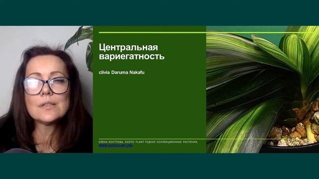 Вариегатность у растений. Уход за пестролистными растениями