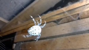 Пауки крестовики.