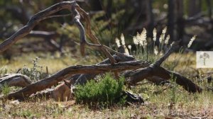 Numbats | Amazing Facts about Kangaroos' Unknown Cousins