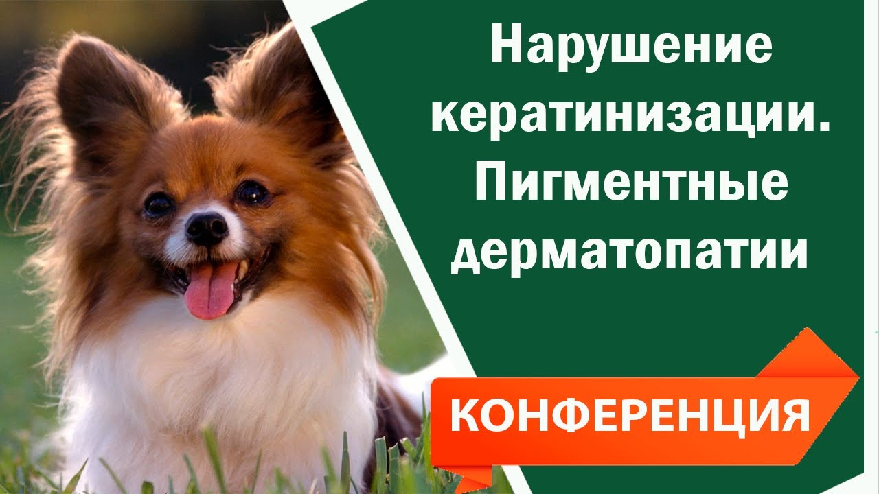 Нарушения кератинизации. Пигментные дерматопатии