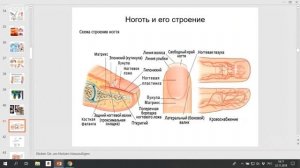 Обучение подологии, обучение маникюру и педикюру. Московский Конгресс Сотрудничества Подологов