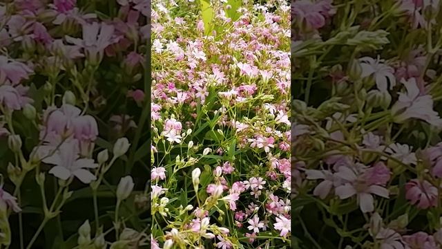 Гипсофила ползучая розовая.?
