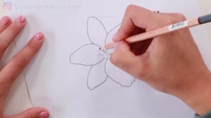 HOW TO DRAW  A LILY: Step-by-step Tutorial