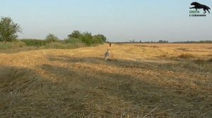 ХОРТАЯ БОРЗАЯ. Щенки 4мес 20дней